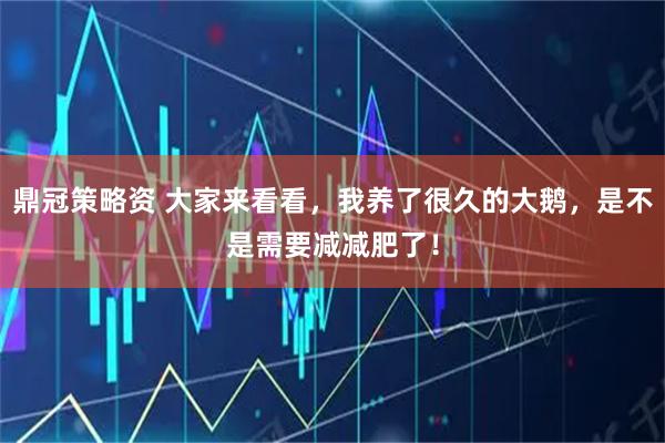 鼎冠策略资 大家来看看，我养了很久的大鹅，是不是需要减减肥了！